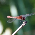 Heidelibelle männlich image-89812