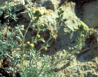 UHVf18_66-Kopie-Edelraute_quer_webbearb