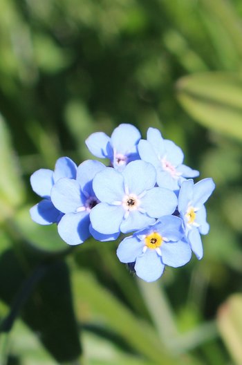 Alpen-Vergissmeinnicht-Warther-Horn-2016-wg-_1_-webbearb