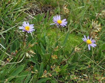 Blume-Alpenaster-Mutschen-CH-wg-2018-_191_-webbearb