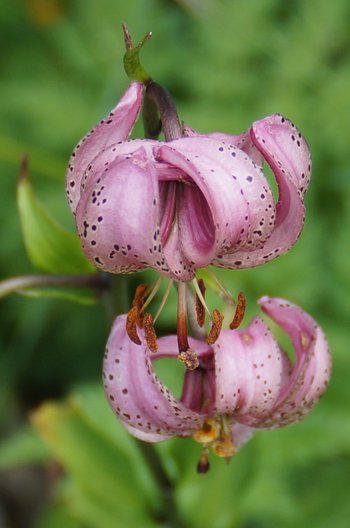 Blume-Tuerkenbund-klein-Mutschen-CH-wg-2018-_61_-webbearb