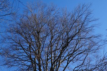 Rotbuche am Pfänder