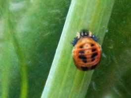 Puppe (asiatischer) image-63347