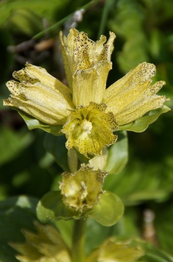 Blume-Enzian-punktiertFreschen-wg-2021-_274_-webbearb