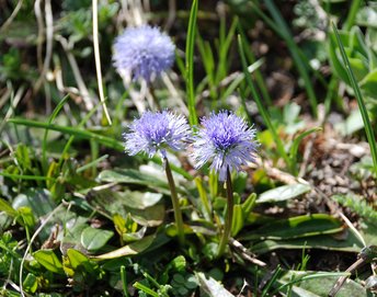 Blumen-Nacktstaengelige-Kugelblume-am-2020-webbearb
