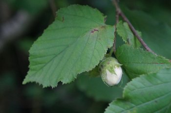 Hasel2-Blatt