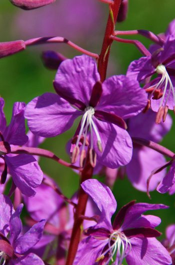 Blume-Waldweidenroeschen-St-Christoph-wg-2019-_20b_-webbearb