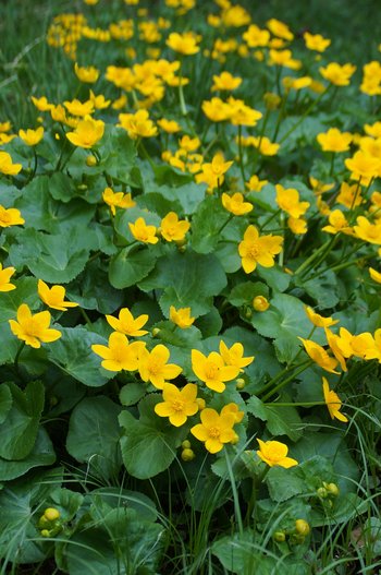 Sumpfdotterblumen-Achberg-wg-2017-_2_-webbearb