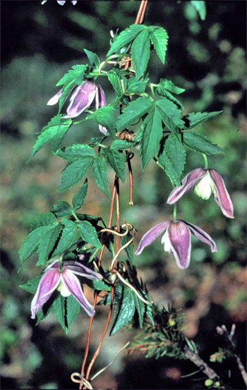 UHVf18_23-Alpenwaldrebe-webbearb