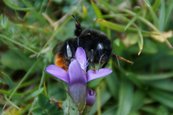Steinhummel Arbeiterin (Feldenzian) image-63384