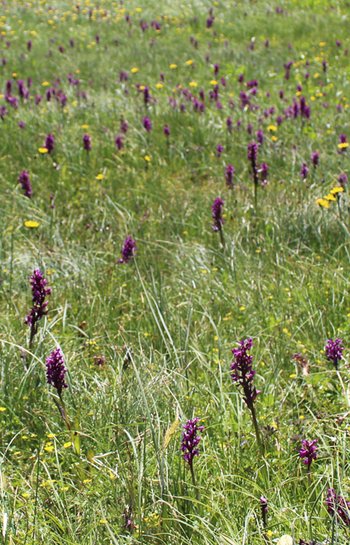 Knabenkraut-Warther-Horn-2016-wg-_1_-webbearb