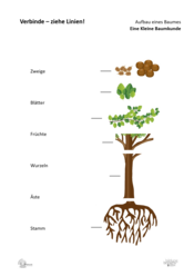 ABL_Kleine_Baumkunde_Verbinde_Aufbau_eines_Baumes