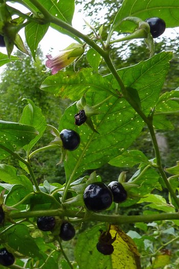 3500198-28-Tollkirsche-webbearb