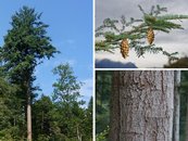 29. Douglasie image-67949