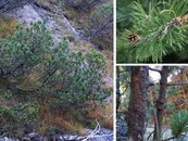 34. Latsche image-67955