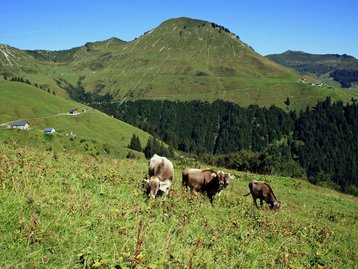 19. Alpwirtschaft image-2418