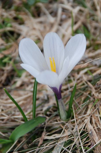 Krokus_Bluete_1-am-2020-webbearb