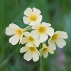 Himmelschlüssel-Blütendolde