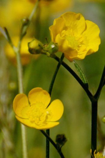 Pflanze_Blume_Hahnenfuss_Au_wg_2017__7_