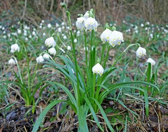 Blume-Maerzenbecher-s-Schmidinger-2017-_3_-webbearb