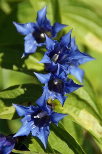 Schwalbenwurzenzian-_10_-wg-webbearb