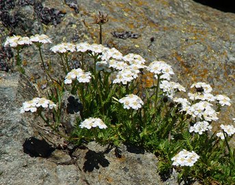 Pflanzen-Blumen-Schafgarbe-Montafon-Schruns-Hochhjoch-wg-2022-_298_-webbearb
