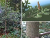 36. Tanne image-67957