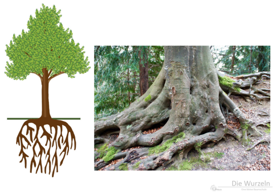 freigelegte Wurzeln einer Buche