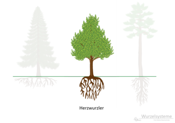 07b_Wurzelformen_Herzwurzler