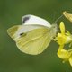 Kleiner Kohlweißling (weiblich) image-89731