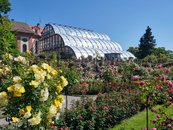 26b. Blumenparadies auf der Insel Mainau (D)	 image-68390