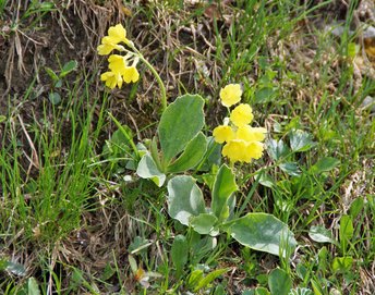 Blume-Aurikel-Freschen-wg-2021-_379a_-webbearb