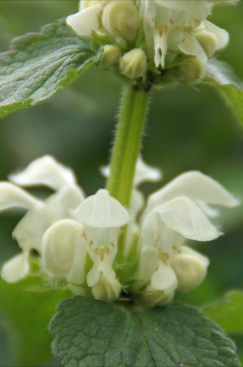 Blume-weisse-Nessel-Achberg-wg-2017-_1_-webbearb