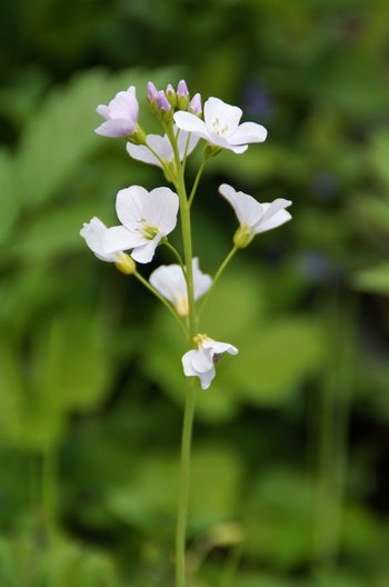 Wiesenschaumkraut-DSC07465-webbearb