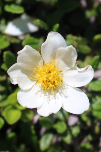 Silberwurz-Warther-Horn-2016-wg-_1_-webbearb