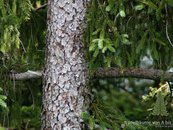 28a. Nadelbäume von A bis Z image-67947