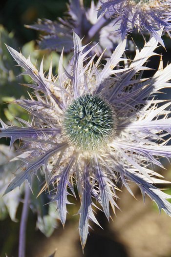 Alpenmannstreu-Freschen-wg-2015-_6_-webbearb