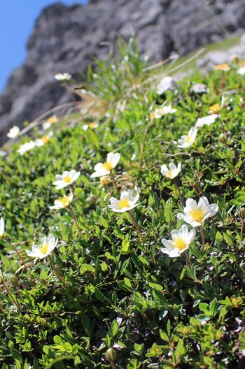 Silberwurz-Warther-Horn-2016-wg-_3_-webbearb