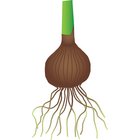 Speicherorgan Zwiebel