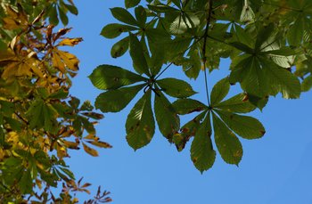 Kastanie-Ross-Blatt