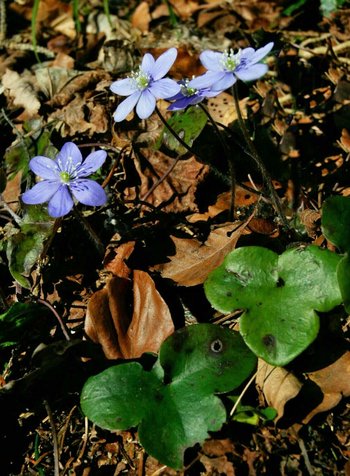 05-Leberbluemchen-_2_-hd-webbearb