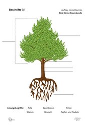 ABL_Kleine_Baumkunde_Beschrifte_3_Aufbau_eines_Baumes