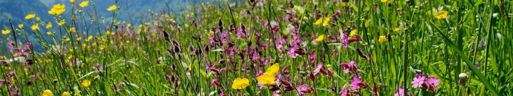 Layerslider-Geschuetzte-Landschaft-Pflanzen-Blumen-Alpenwiese-Au-wg-2017-_5_