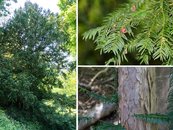 30. Eibe image-68406