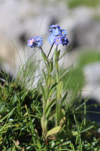 Alpen-Vergissmeinnicht-Warther-Horn-2016-wg-_6_-webbearb