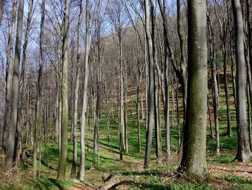 12. Buchenwald am Sattelberg image-1991