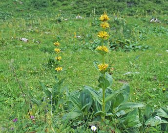Blume-gelber-Enzian-Mutschen-CH-wg-2018-_318_-webbearb