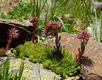 Pflanzen-Blumen-Berghauswurz-Montafon-Schruns-Hochhjoch-wg-2022-_383_-webbearb