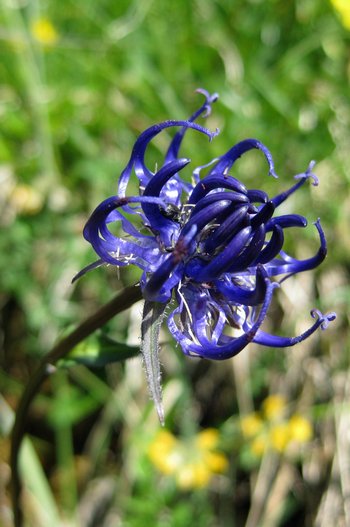 Betriebsausflug2015-134-Teufelskralle-webbearb