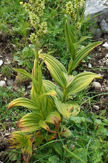 Blume-Weisser-Germer-Mutschen-CH-wg-2018-_307_-webbearb